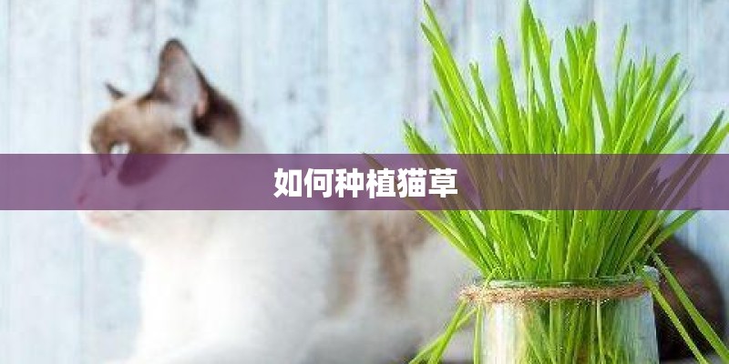 如何种植猫草