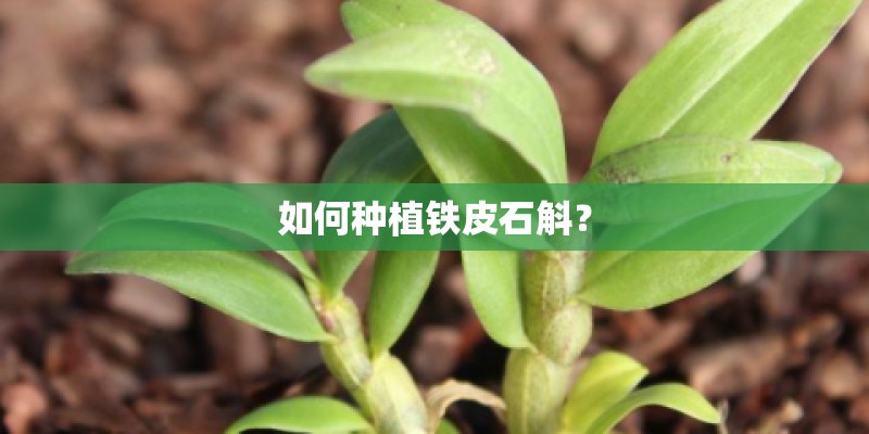 如何种植铁皮石斛？