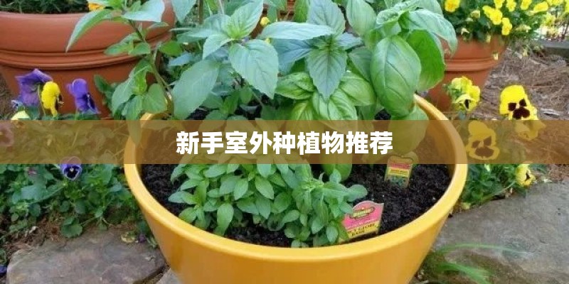 新手室外种植物推荐