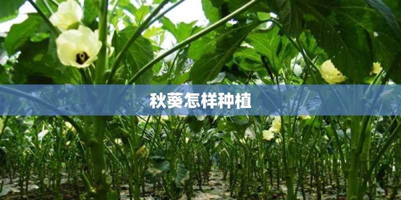 秋葵怎样种植