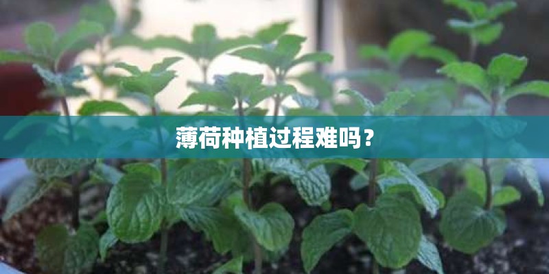 薄荷种植过程难吗？