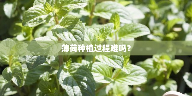 薄荷种植过程难吗？