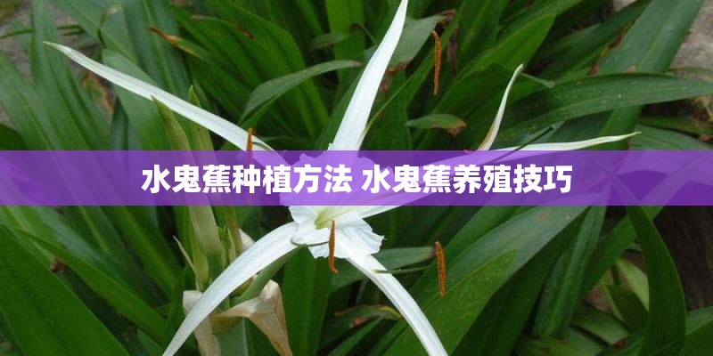 水鬼蕉种植方法 水鬼蕉养殖技巧