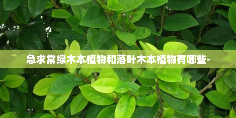 急求常绿木本植物和落叶木本植物有哪些-