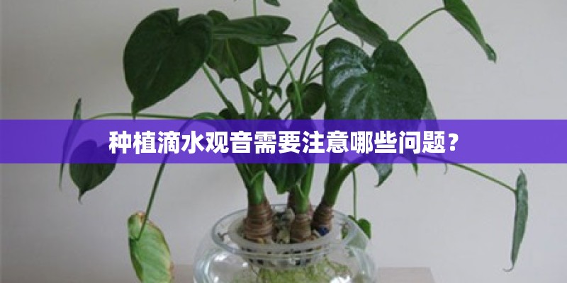 种植滴水观音需要注意哪些问题？