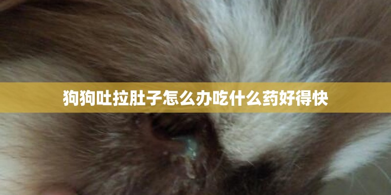 狗狗吐拉肚子怎么办吃什么药好得快