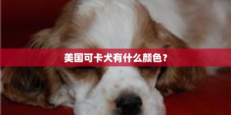 美国可卡犬有什么颜色？