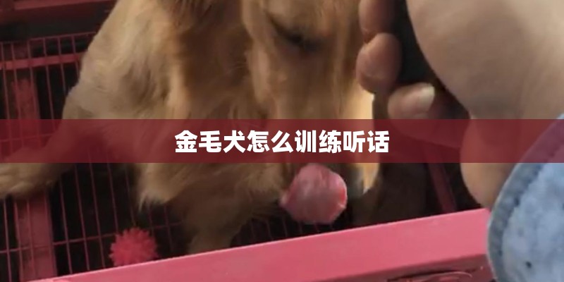 金毛犬怎么训练听话