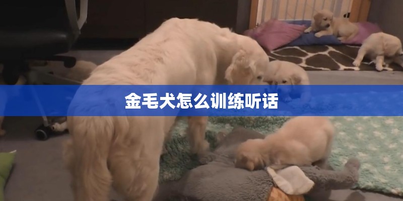 金毛犬怎么训练听话