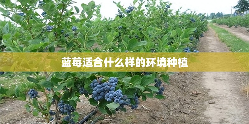 蓝莓适合什么样的环境种植