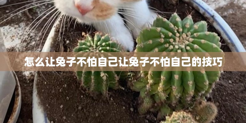 怎么让兔子不怕自己让兔子不怕自己的技巧
