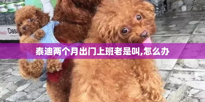 泰迪两个月出门上班老是叫,怎么办