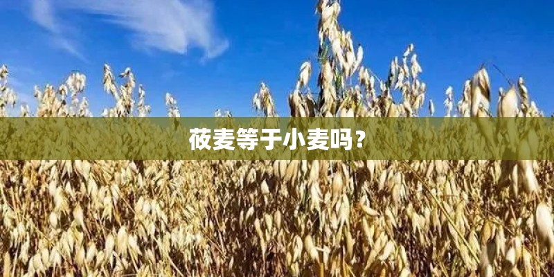 莜麦等于小麦吗？