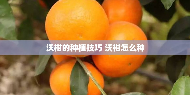 沃柑的种植技巧 沃柑怎么种