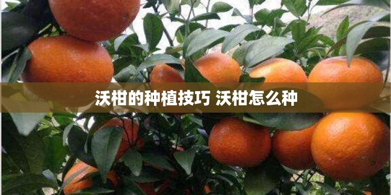 沃柑的种植技巧 沃柑怎么种
