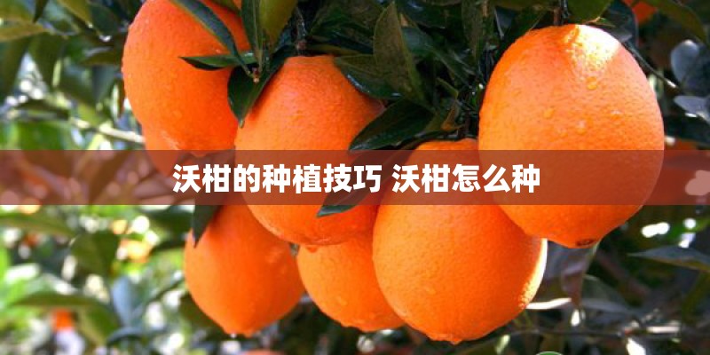 沃柑的种植技巧 沃柑怎么种