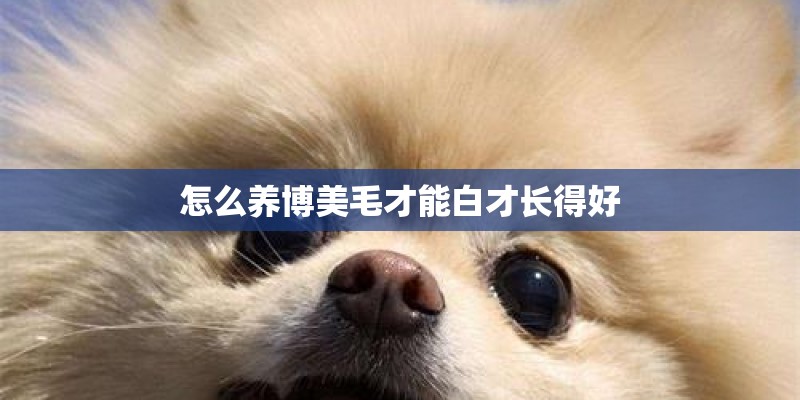 怎么养博美毛才能白才长得好