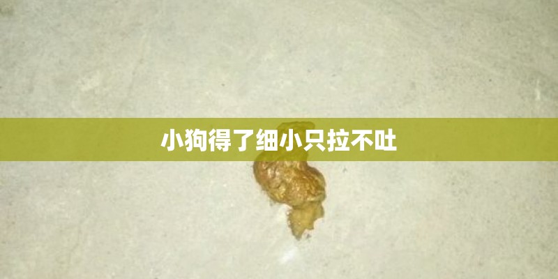 小狗得了细小只拉不吐