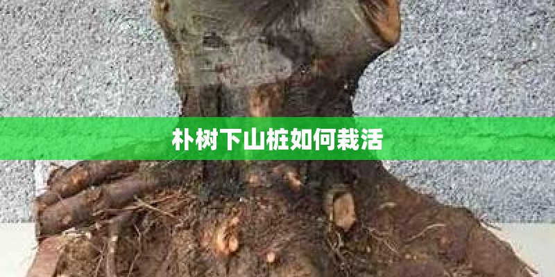 朴树下山桩如何栽活