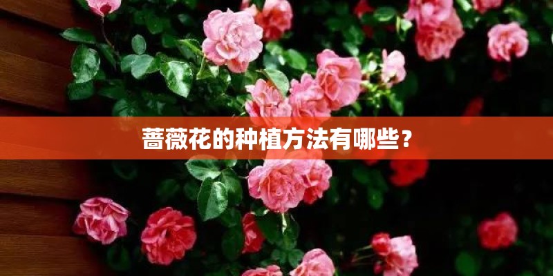 蔷薇花的种植方法有哪些？