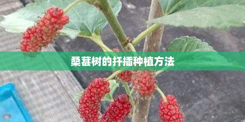 桑葚树的扦插种植方法