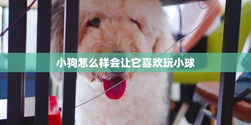 小狗怎么样会让它喜欢玩小球