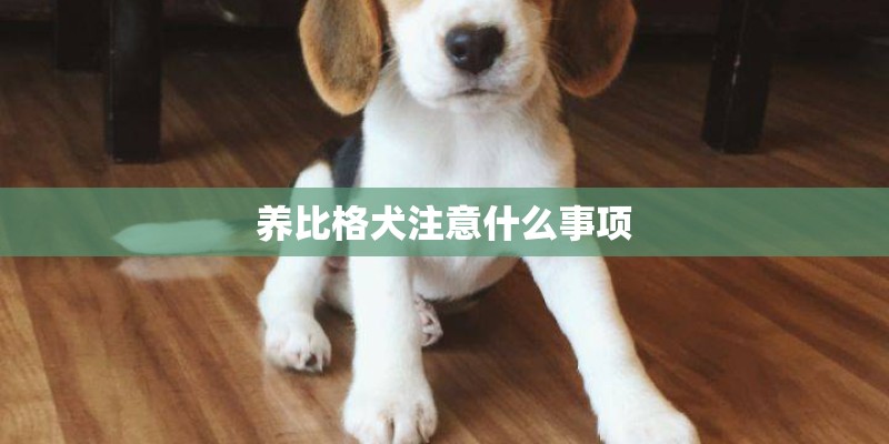 养比格犬注意什么事项