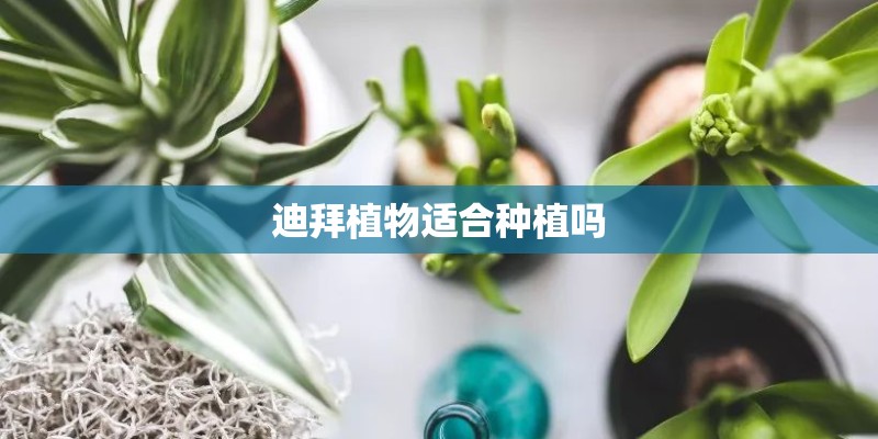 用玫瑰花枝条如何种植？