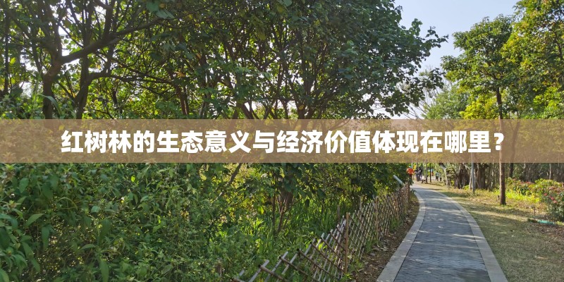 红树林的生态意义与经济价值体现在哪里？