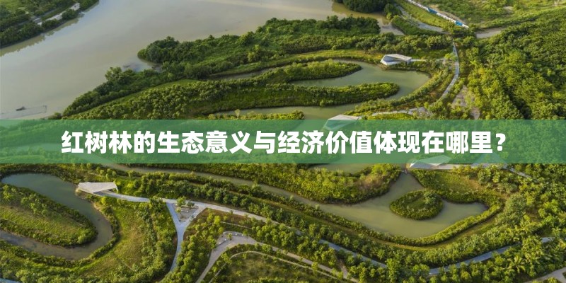 红树林的生态意义与经济价值体现在哪里？