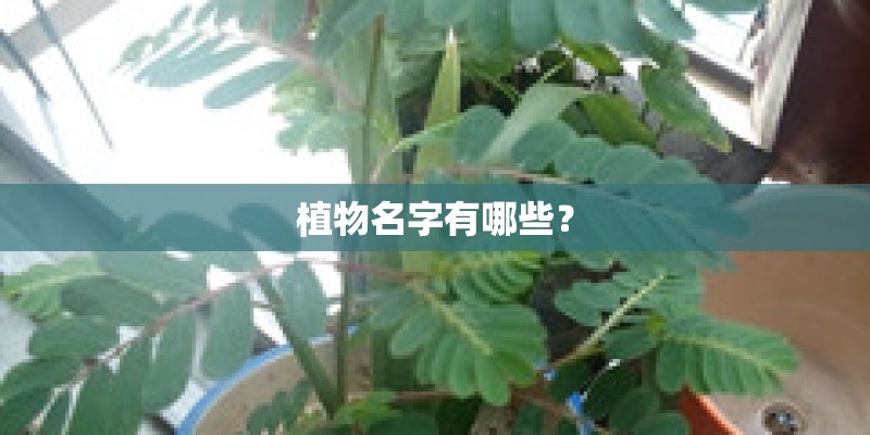 植物名字有哪些？