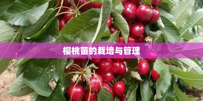 樱桃苗的栽培与管理