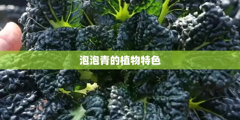 泡泡青的植物特色