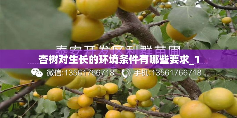 杏树对生长的环境条件有哪些要求_1 杏树对生长的环境条件有哪些要求_1