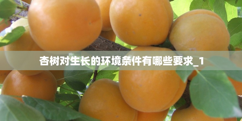 杏树对生长的环境条件有哪些要求_1 杏树对生长的环境条件有哪些要求_1