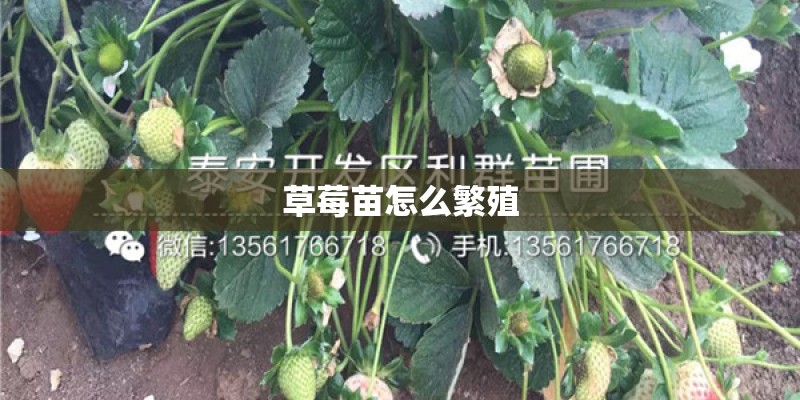 草莓苗怎么繁殖