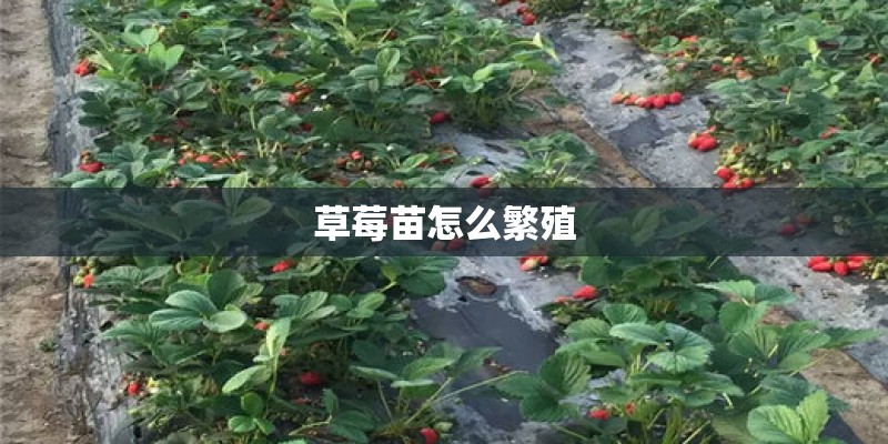 草莓苗怎么繁殖