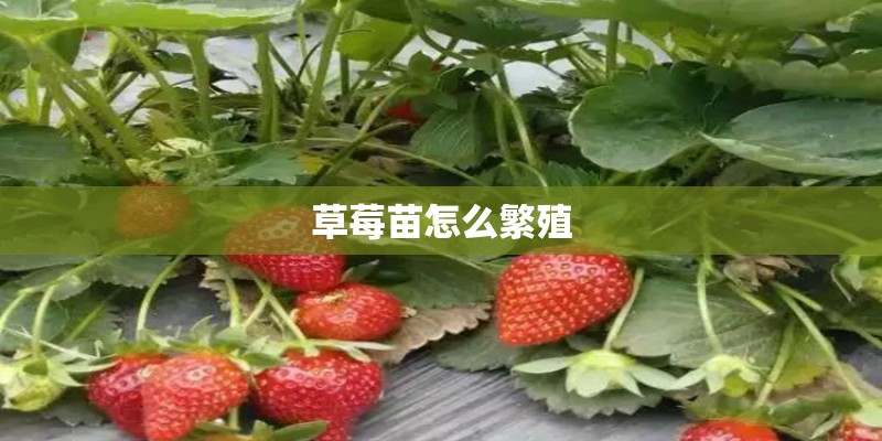 草莓苗怎么繁殖