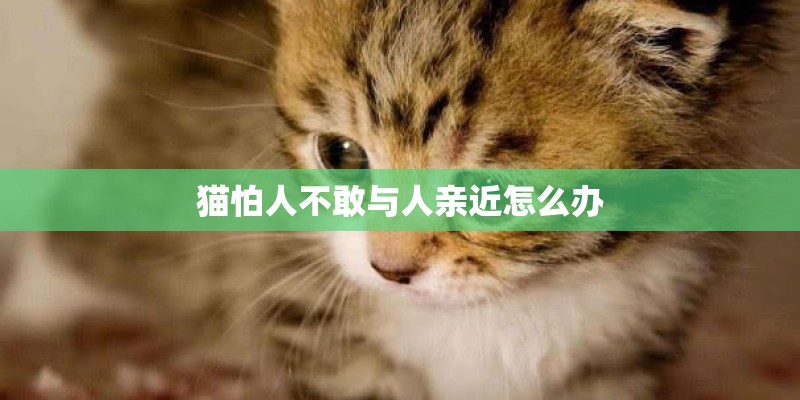 猫怕人不敢与人亲近怎么办