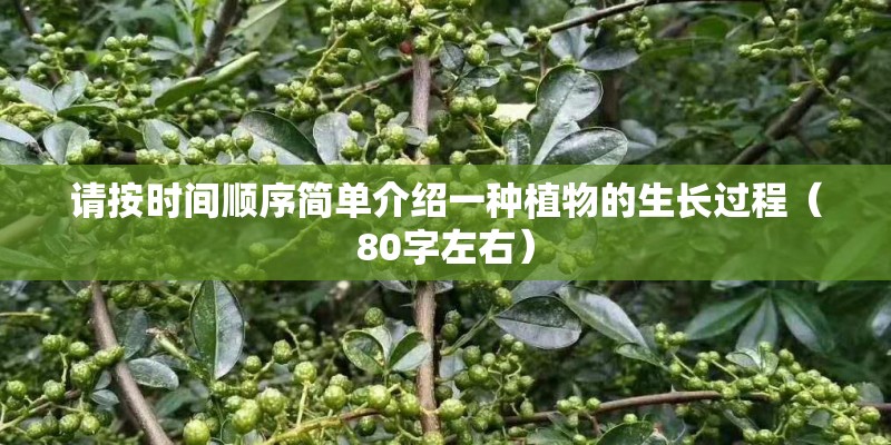 请按时间顺序简单介绍一种植物的生长过程（80字左右）