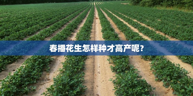 春播花生怎样种才高产呢？