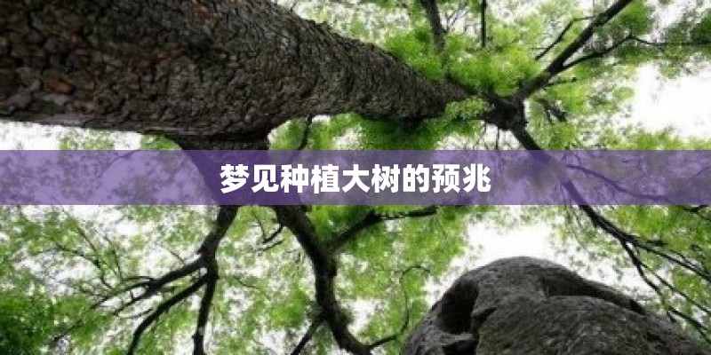 梦见种植大树的预兆
