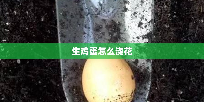 生鸡蛋怎么浇花