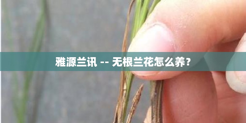 雅源兰讯 -- 无根兰花怎么养？