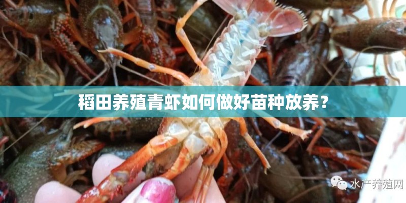稻田养殖青虾如何做好苗种放养？