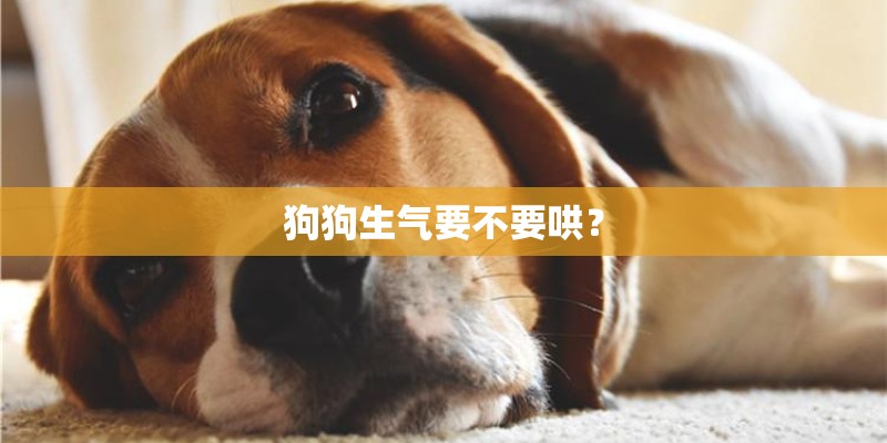 狗狗生气要不要哄？