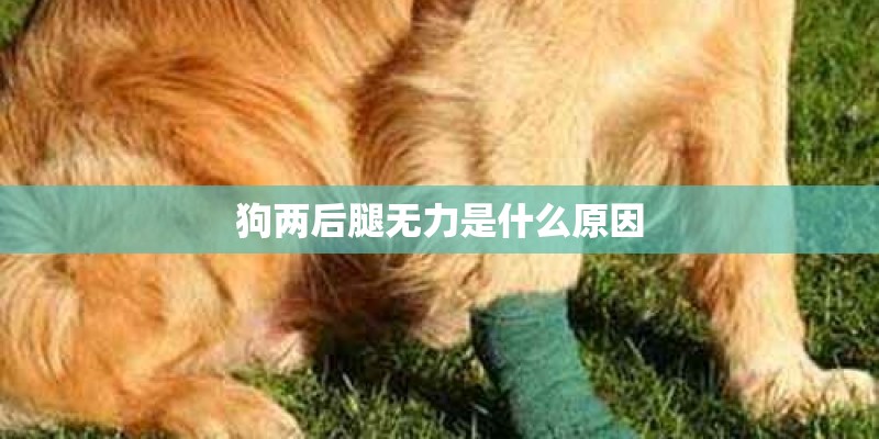 狗两后腿无力是什么原因