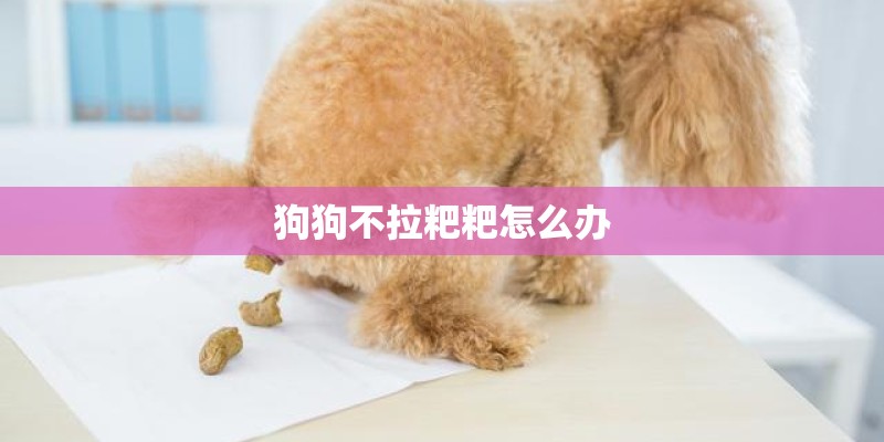 狗狗不拉粑粑怎么办