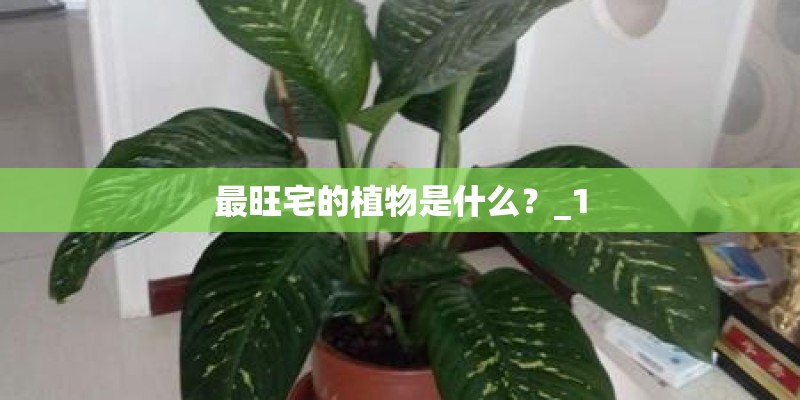 最旺宅的植物是什么?_1 最旺宅的植物是什么?_1