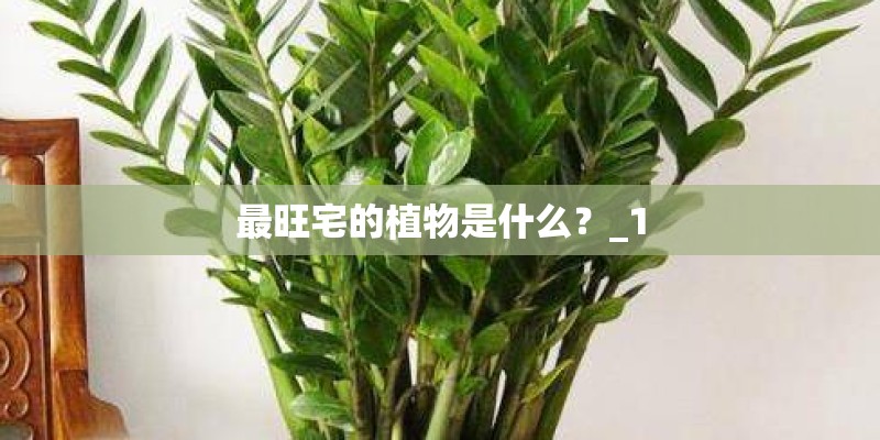 最旺宅的植物是什么?_1 最旺宅的植物是什么?_1